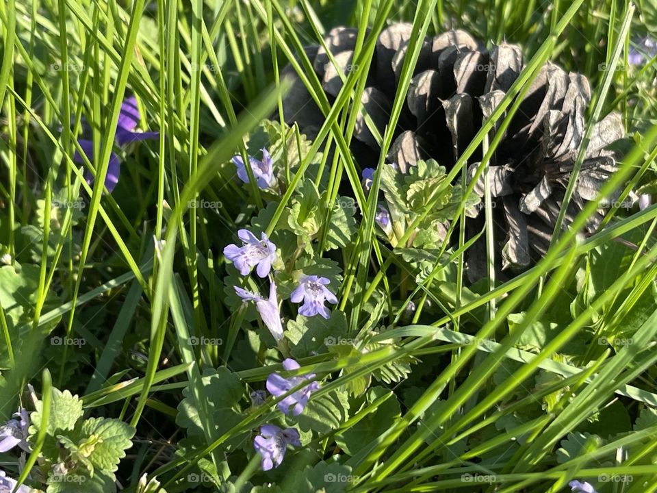 Stone Pine Tree Fruit on grass