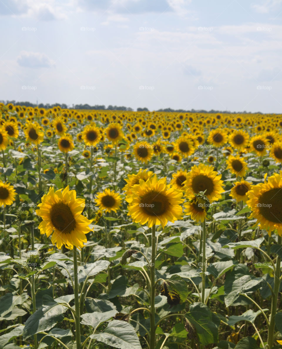 View of sunflowers field