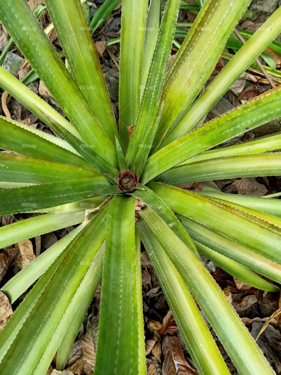 From my garden