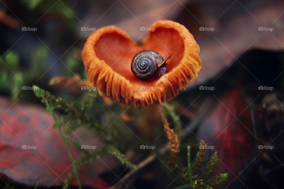 Snail in mushroom 