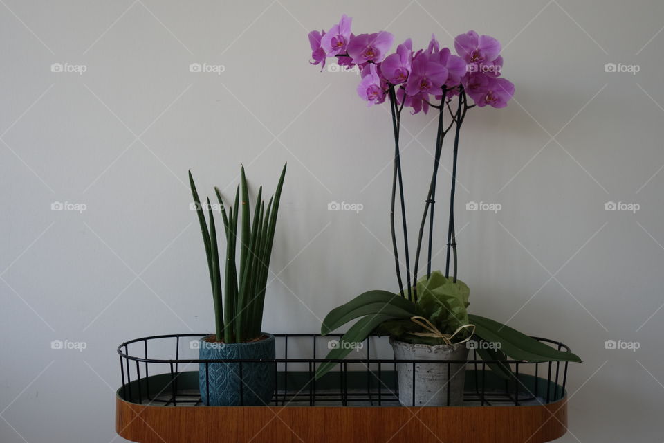 Pink flower plants in pots