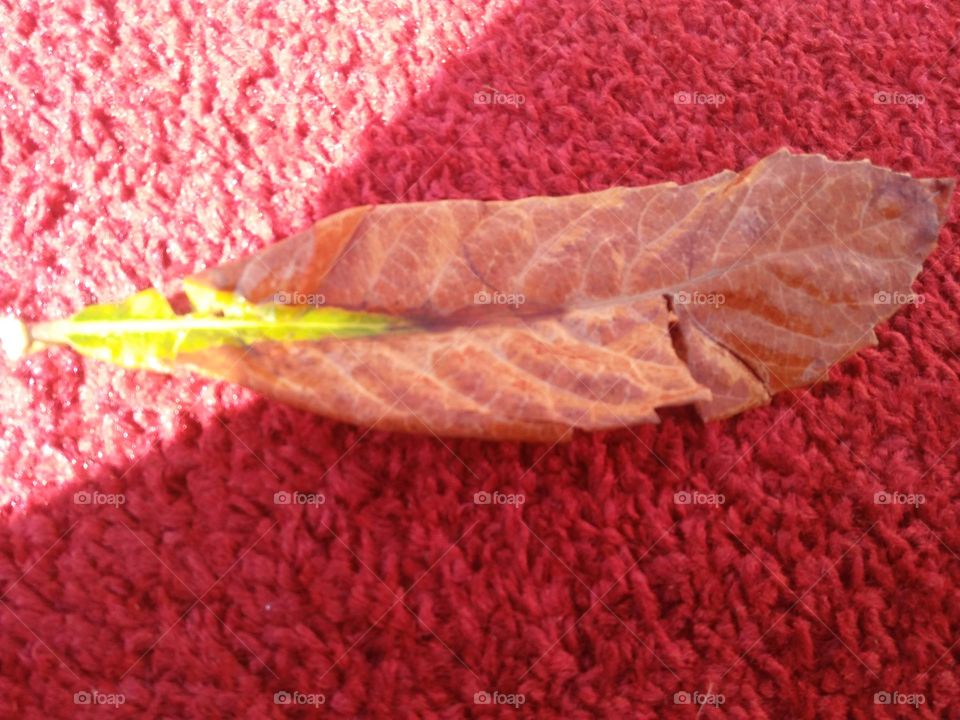 Beautiful dried leaf on carpet.