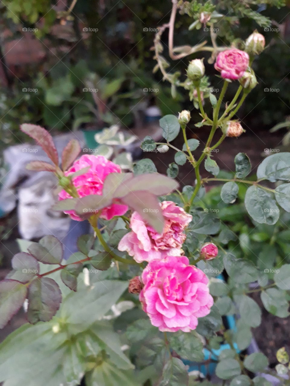 Rosa ao final da tarde