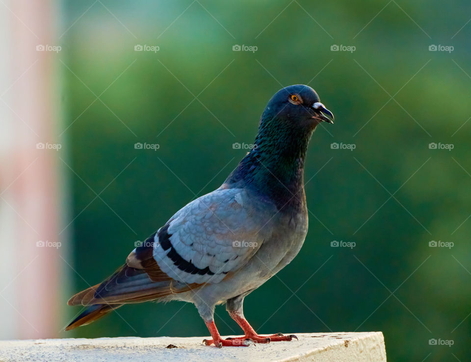 Bird photography - Dove - Beak open