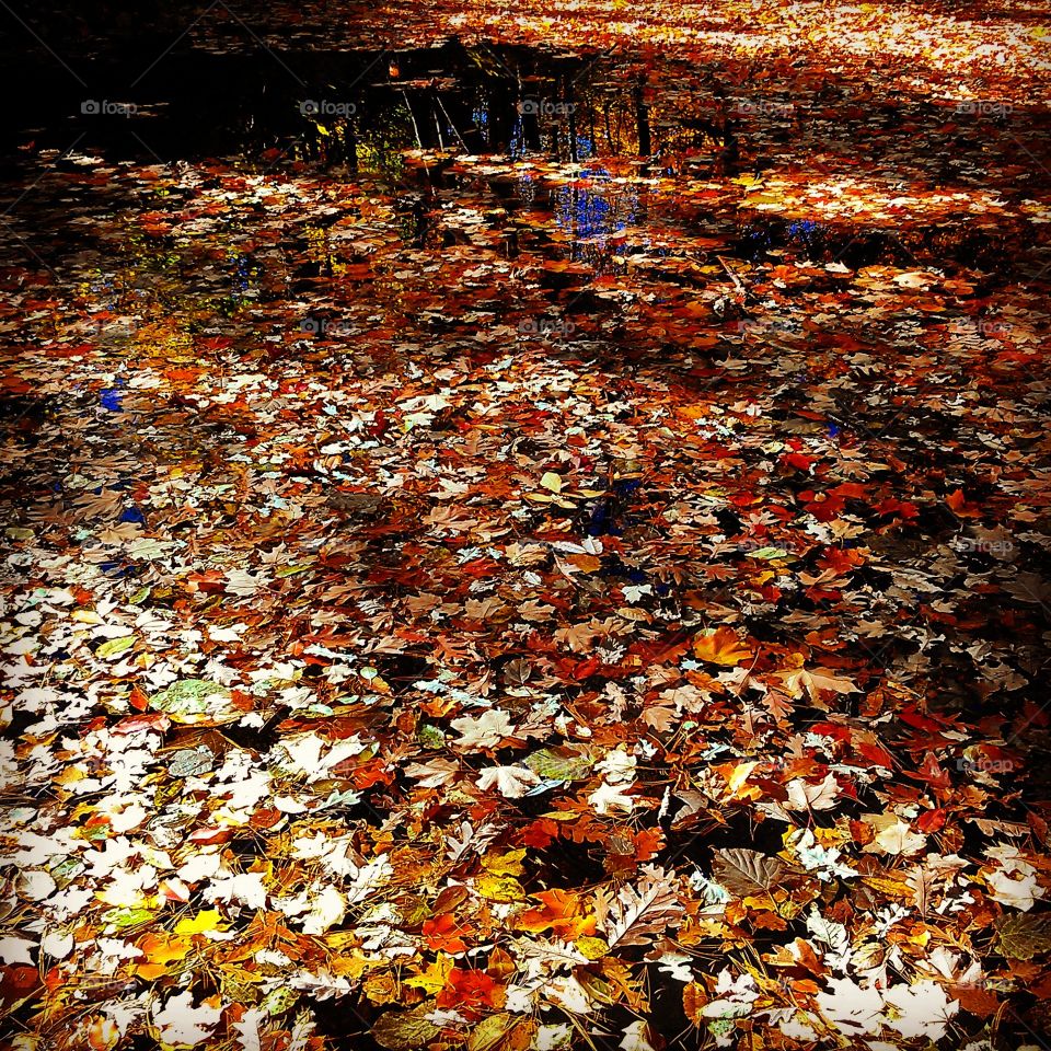 leaf strewn lake. leaf strewn lake at my cousins wedding