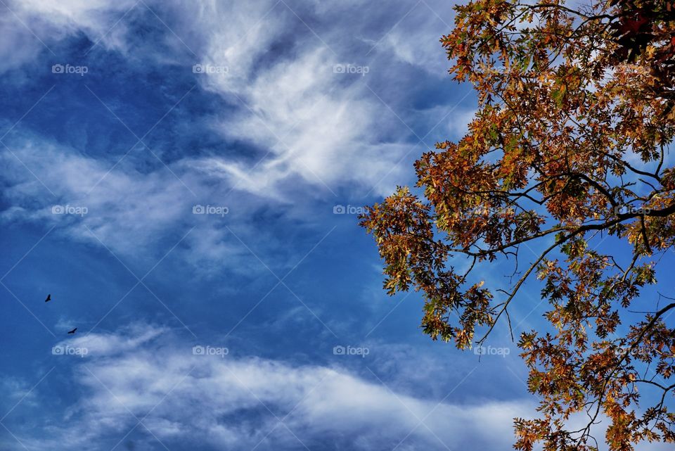 Branches with Colored Leaves with Sky in the Background 