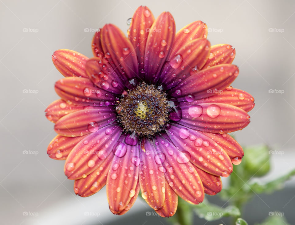 Water drop on flower
