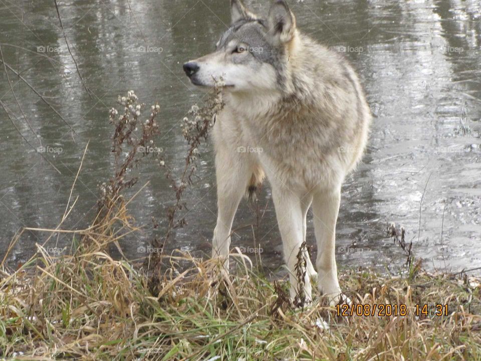 wolf at wolf park