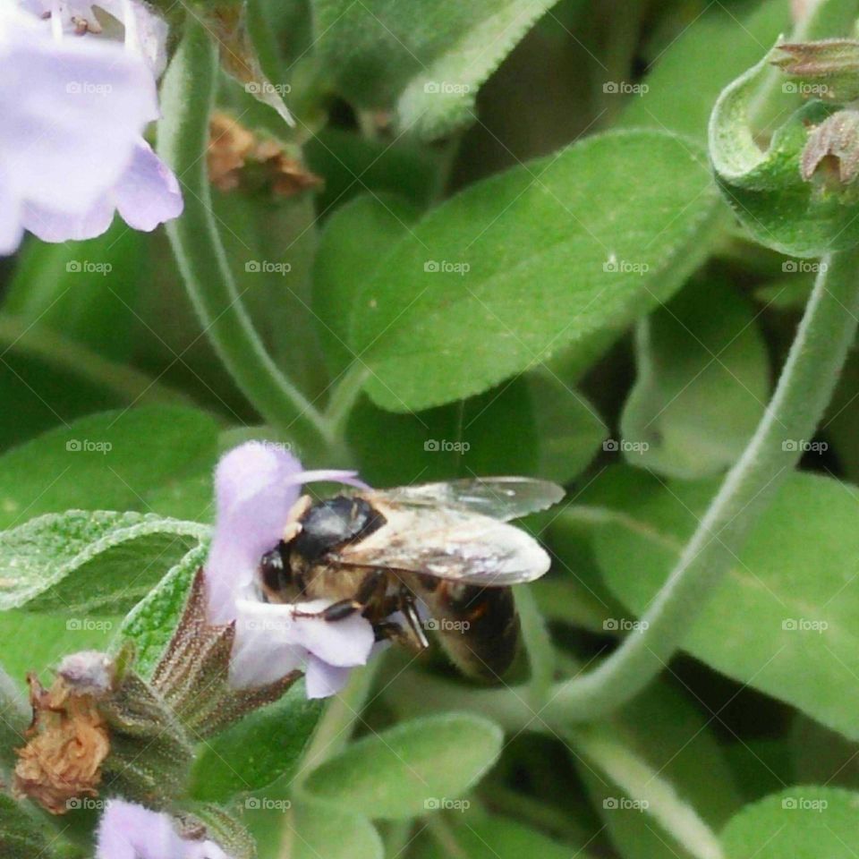 Beautiful bee on flowers in the garden