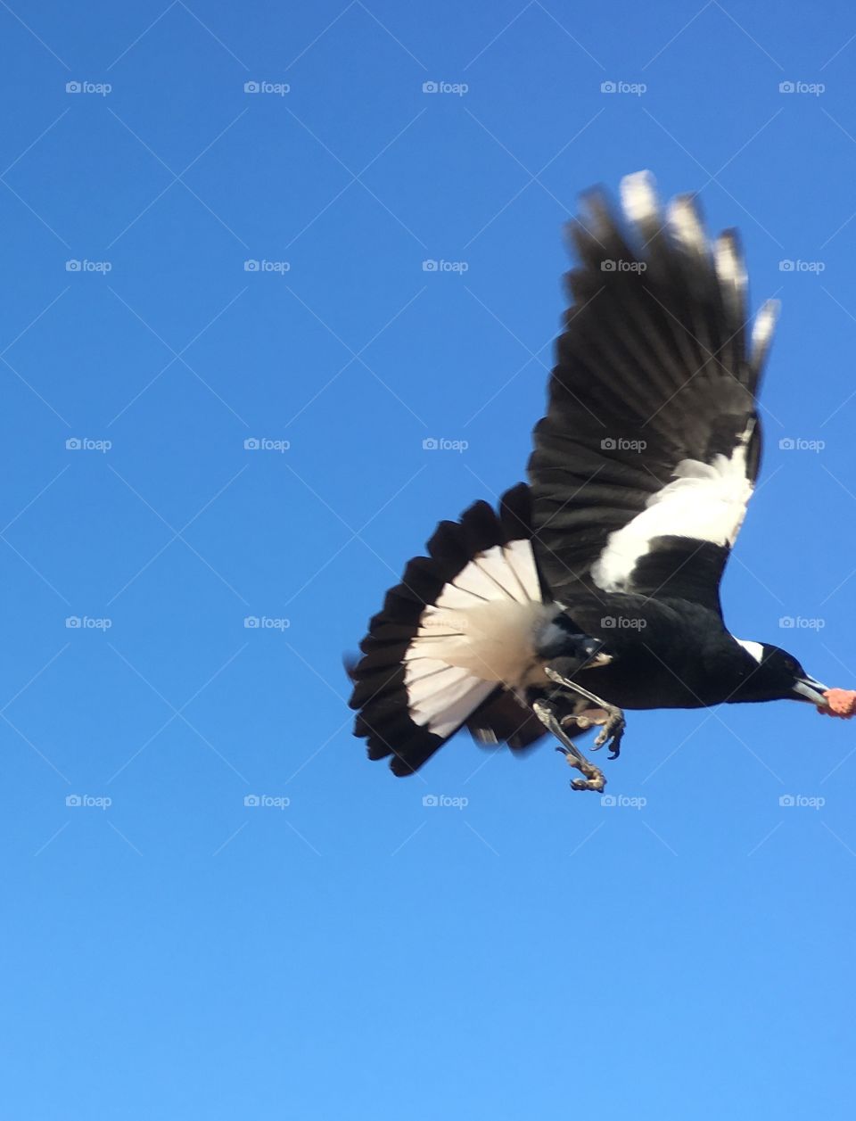 Magpie on flight motion clear blue sky