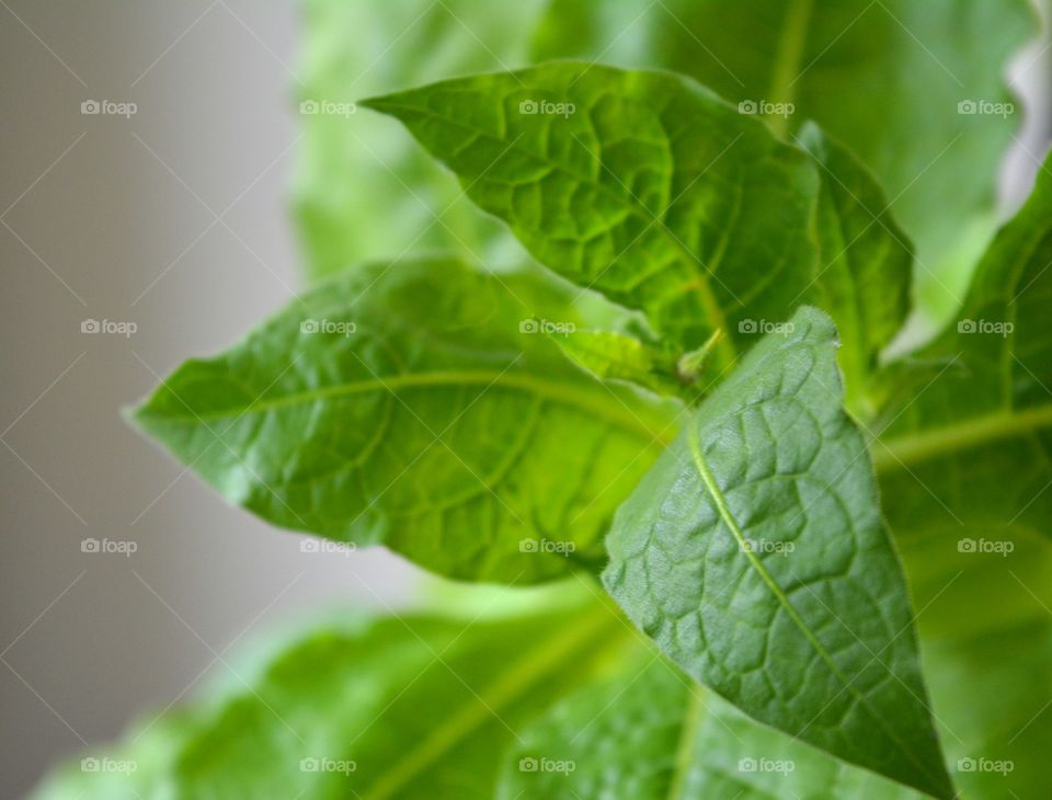 green leaves plant tobacco