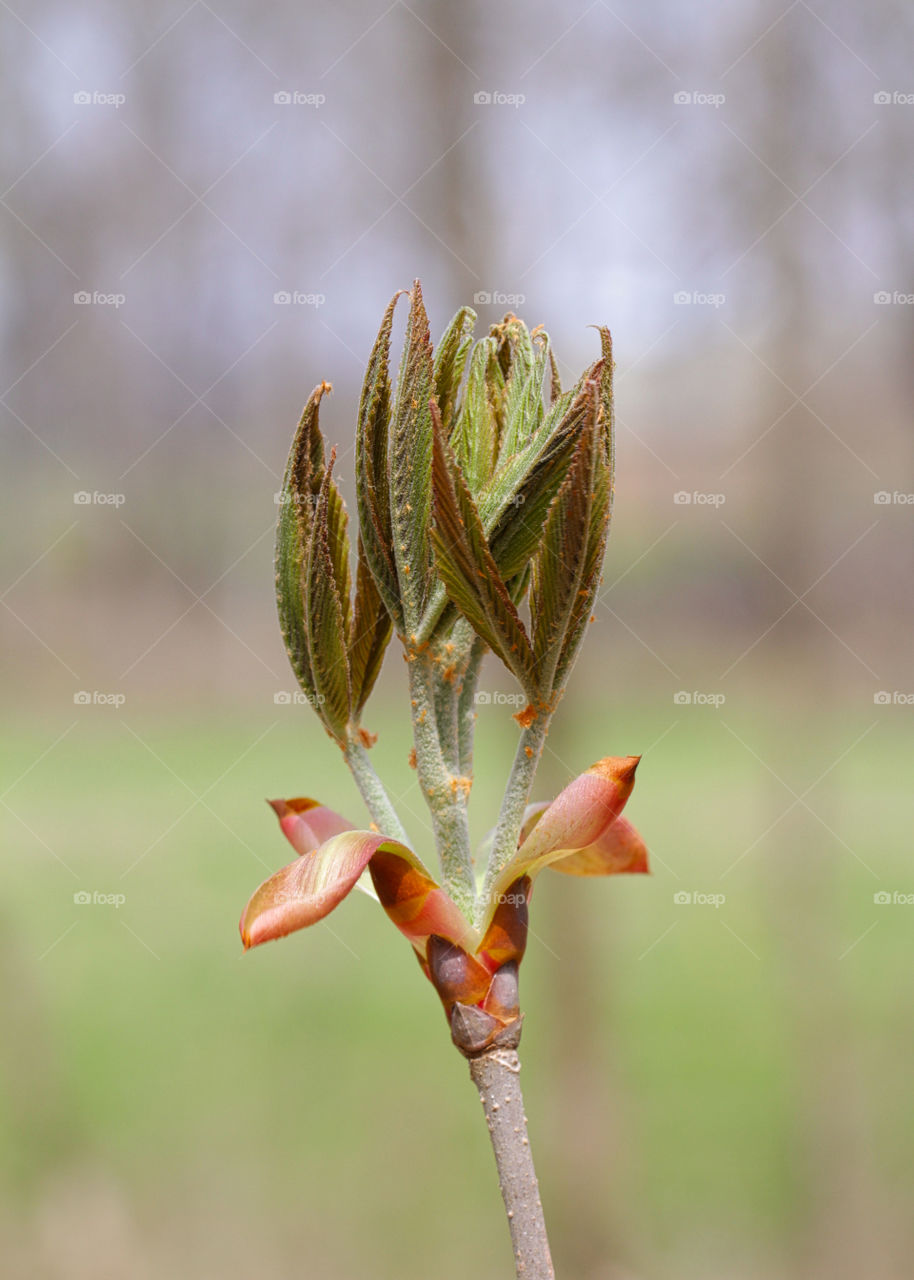 Budding leaf