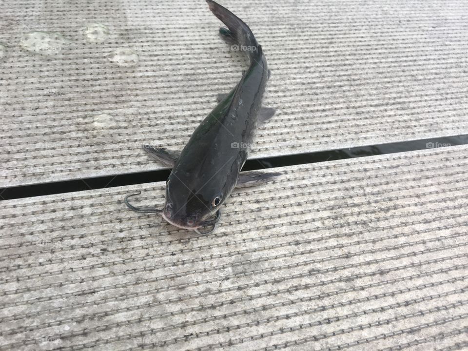 Catfish on the dock 