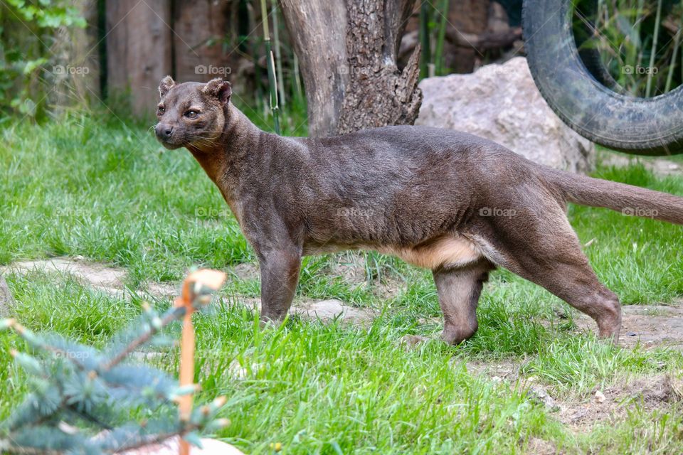 Fossa animal...