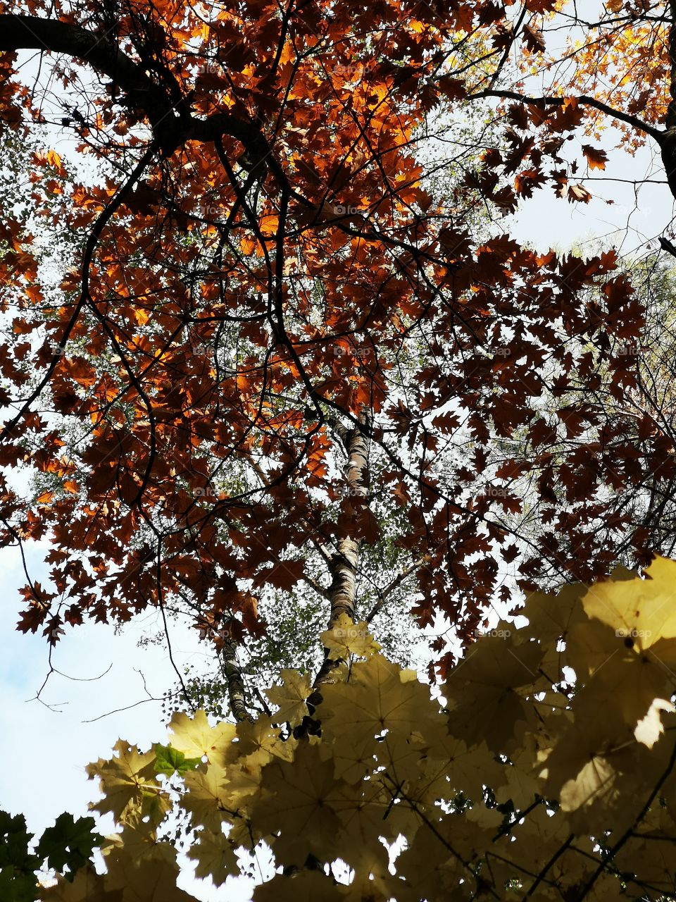 Color autumn. Zielona Góra. Poland