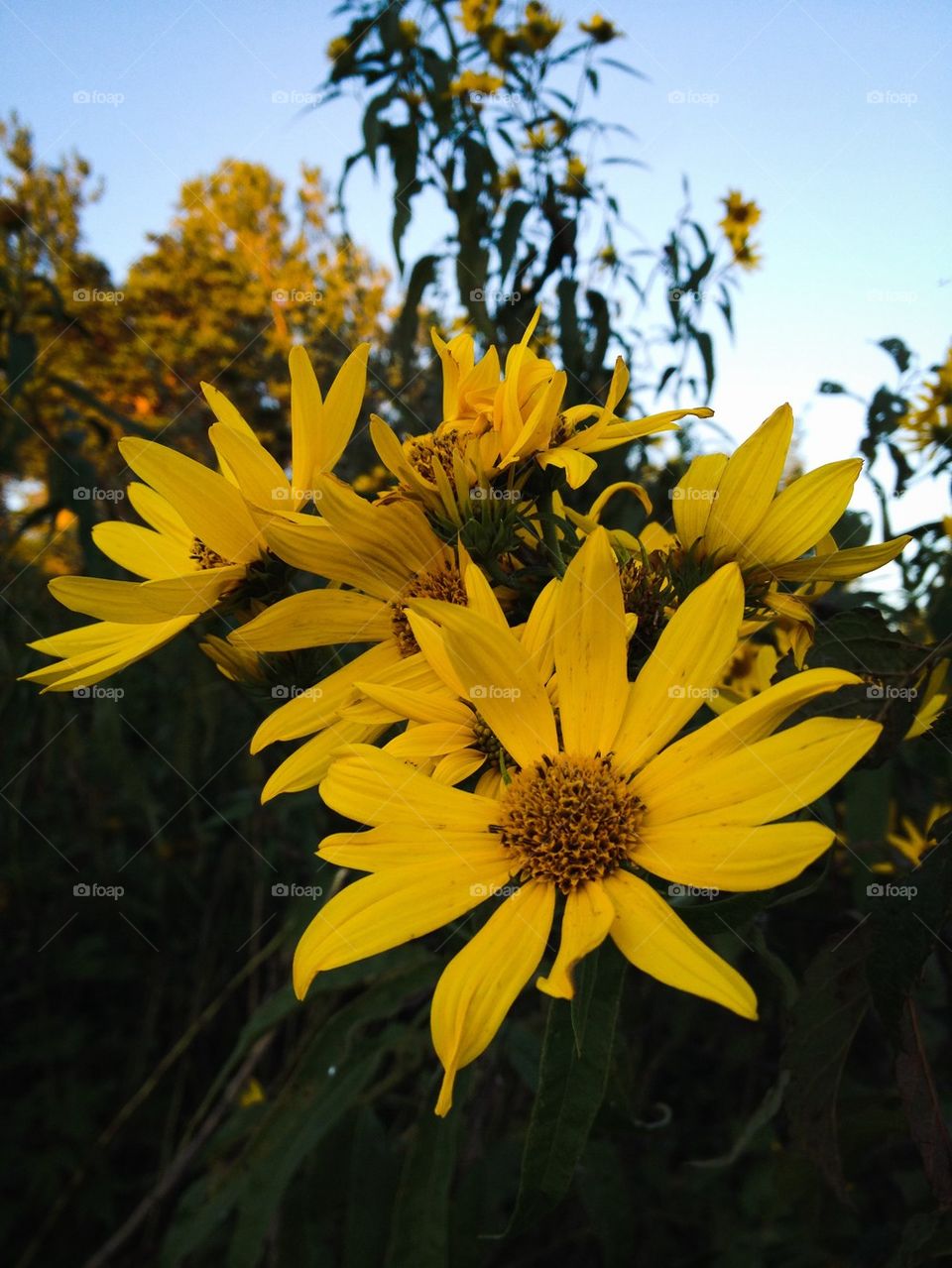 Sunflower Look-alike