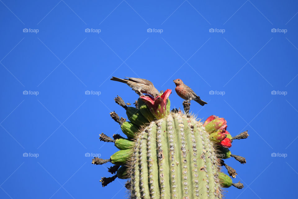 Nature, Cactus, No Person, Sky, Outdoors