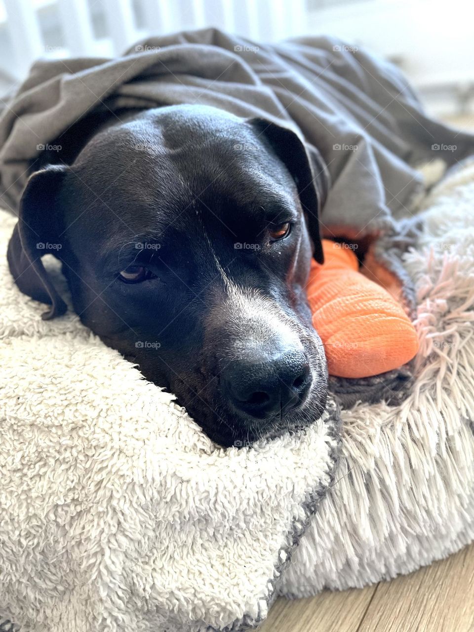Sad dog lying in his soft bed with his paw in orange colored bandage