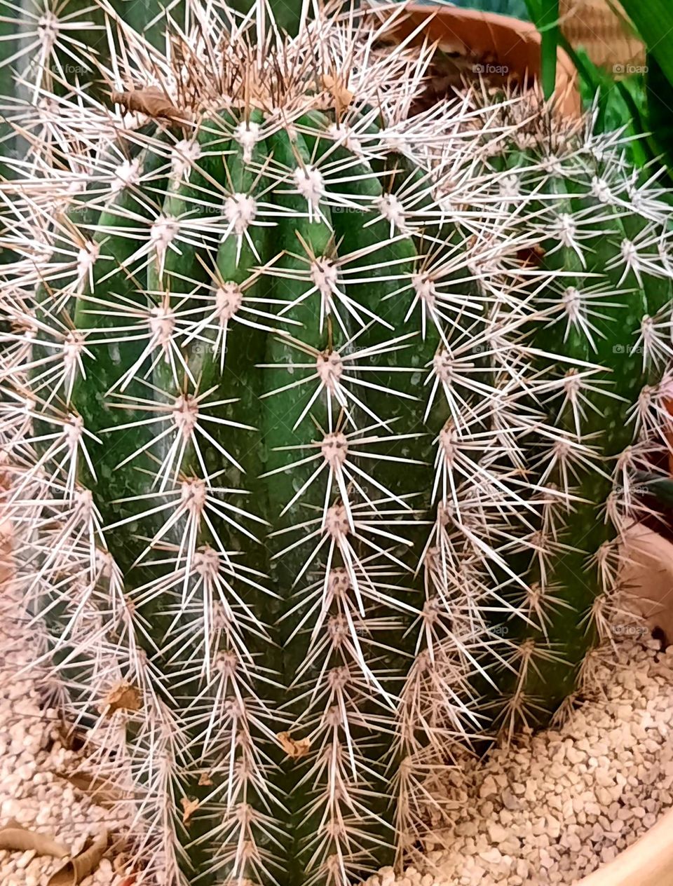 white spikes of cactus