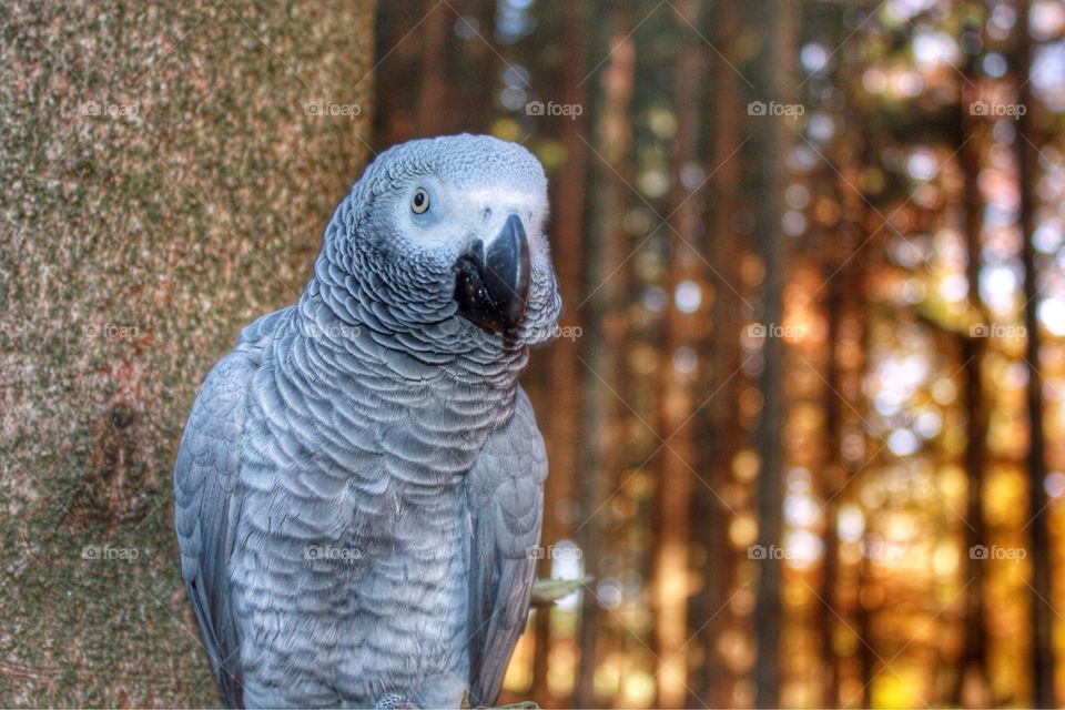 Parrot. A parrot in the woods