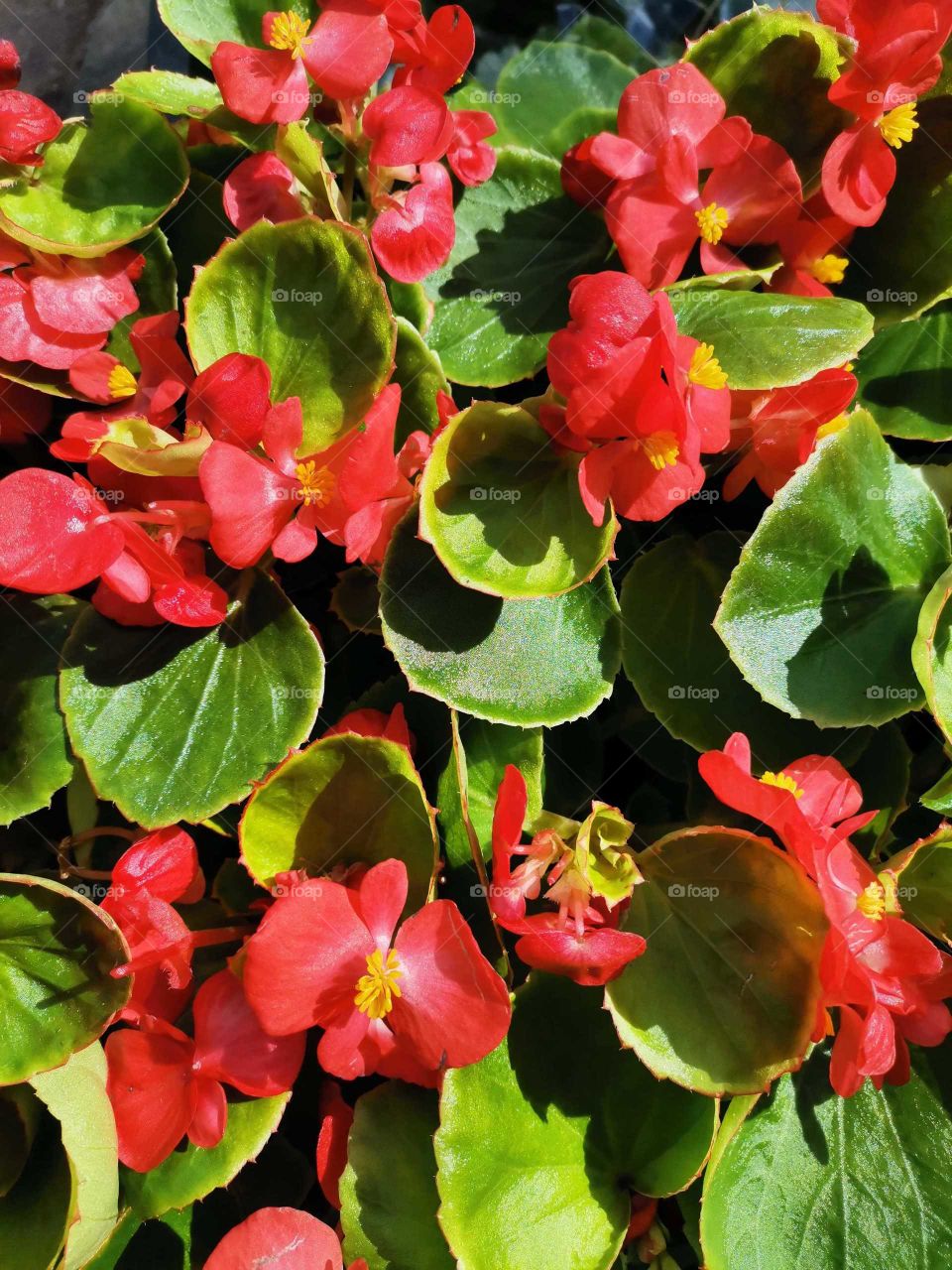 Begonia