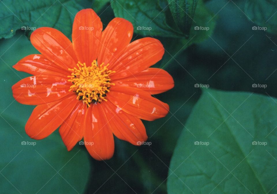 Close-up of orange flower