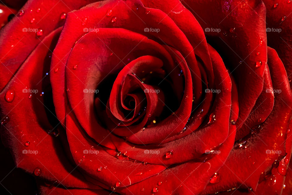 Red rose