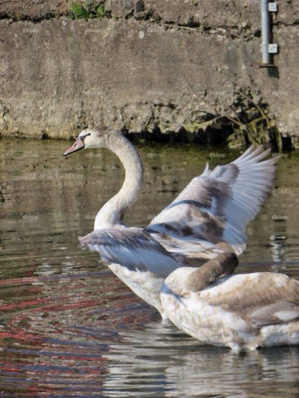 Young swan showing off