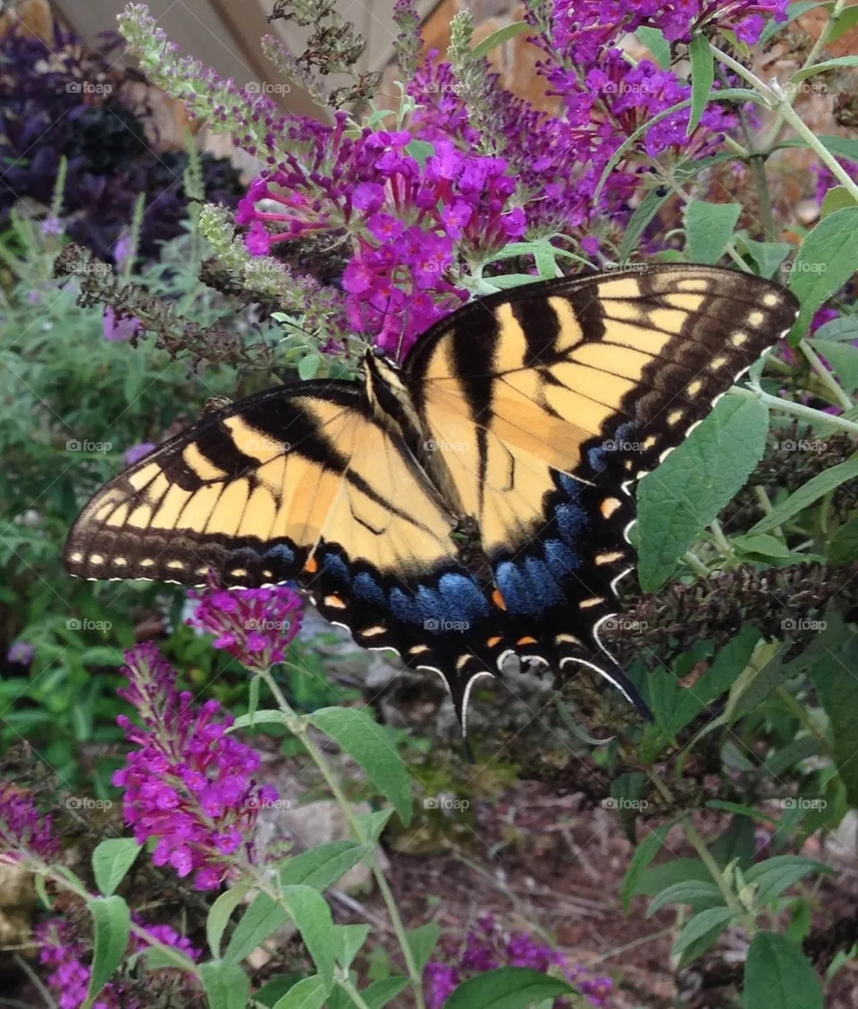 butterfly