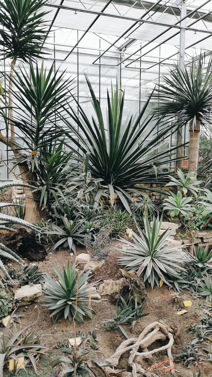 Cactus, No Person, Flora, Succulent, Yucca