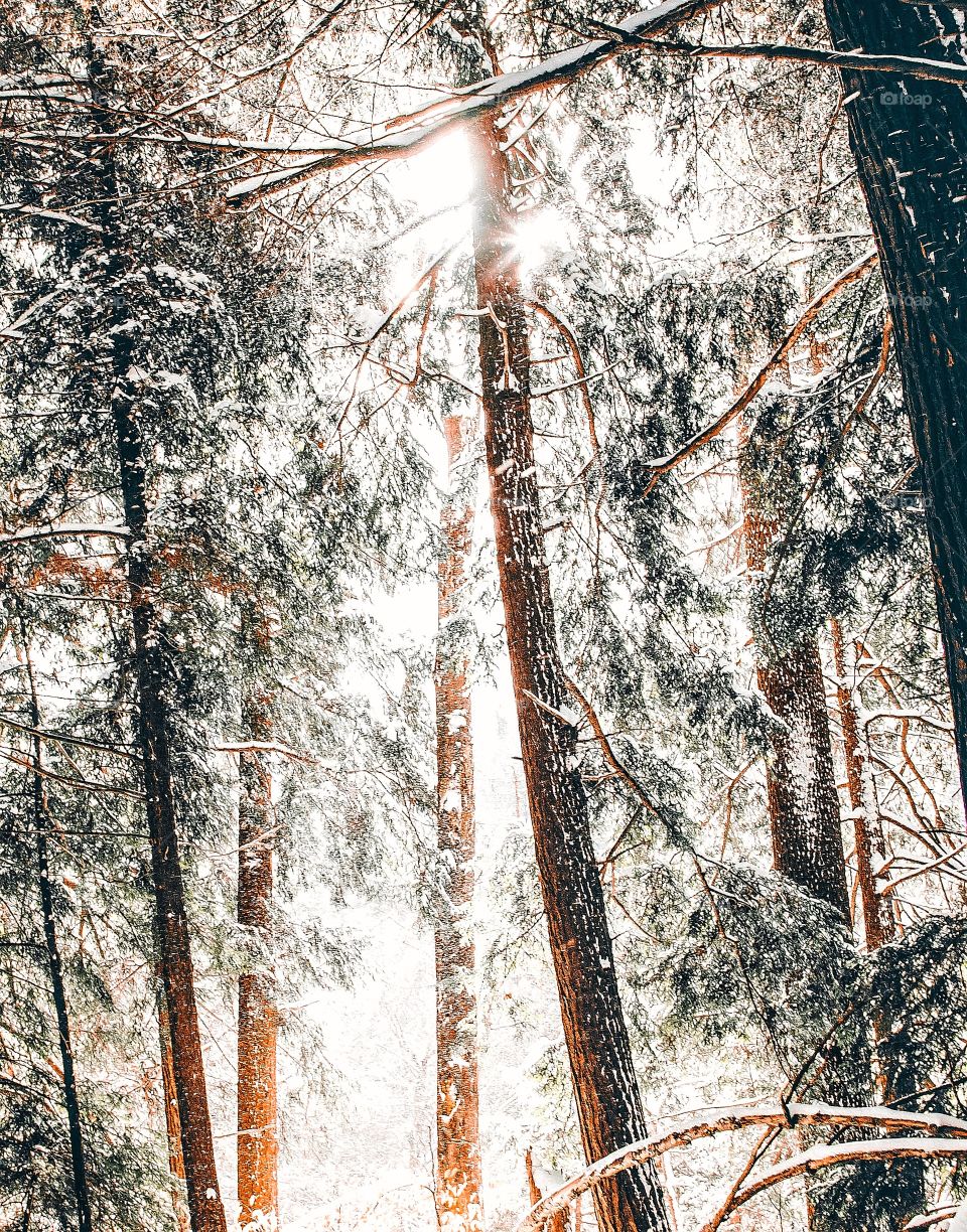 Winter is coming, Winter is here, beautiful bright picture of snowy woods forest