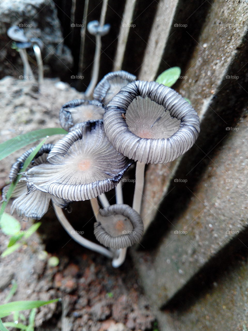 Rain Effects on land