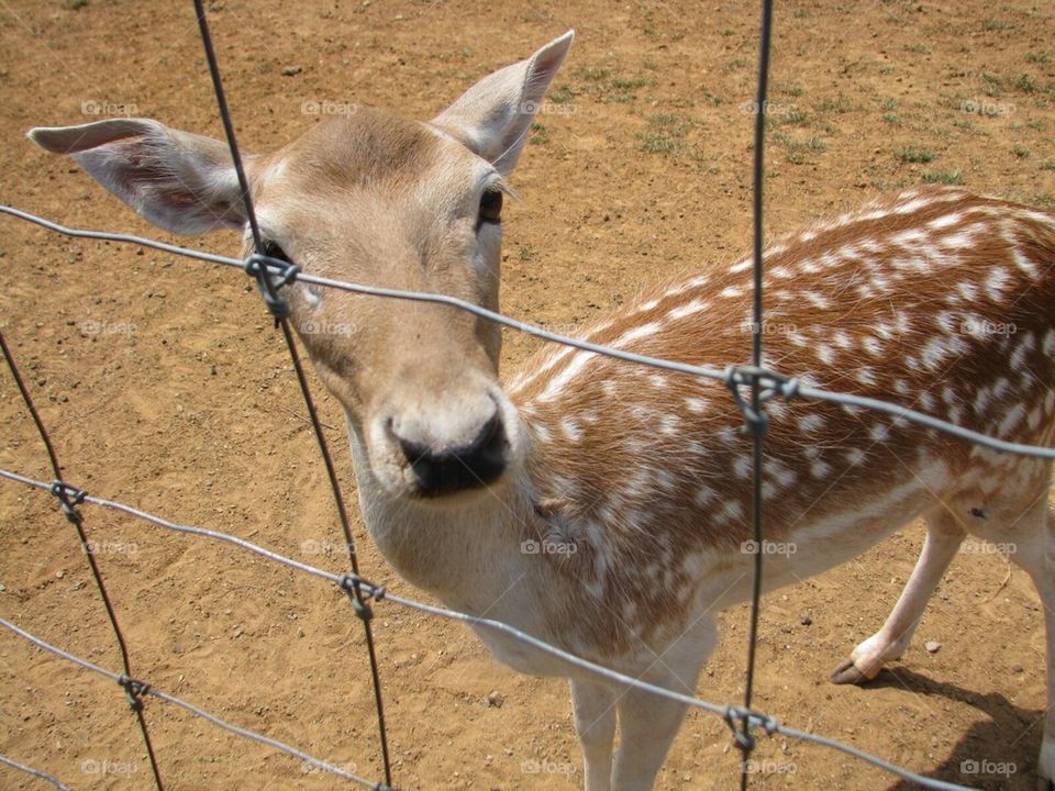Deer