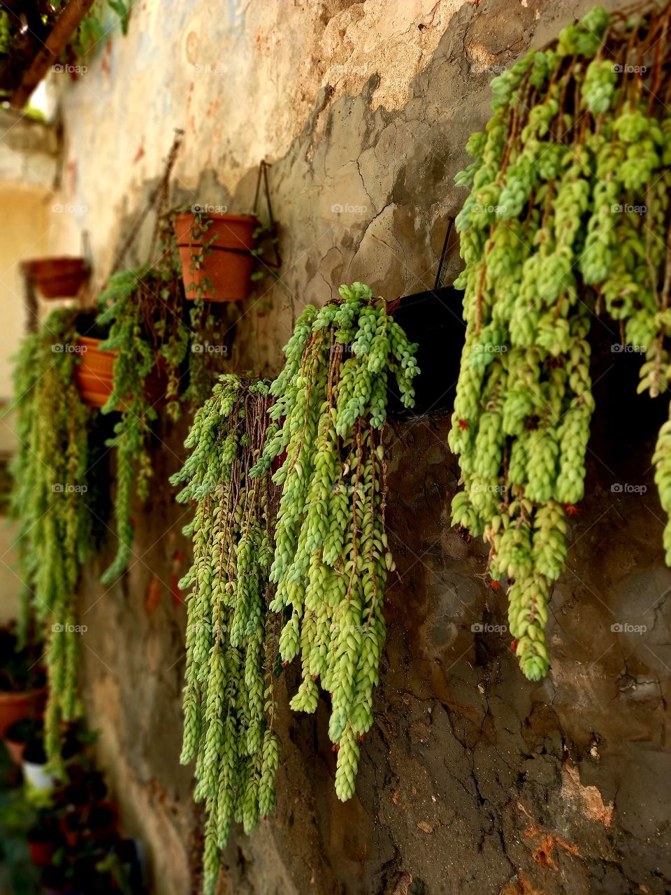 New flower pots on an old wall