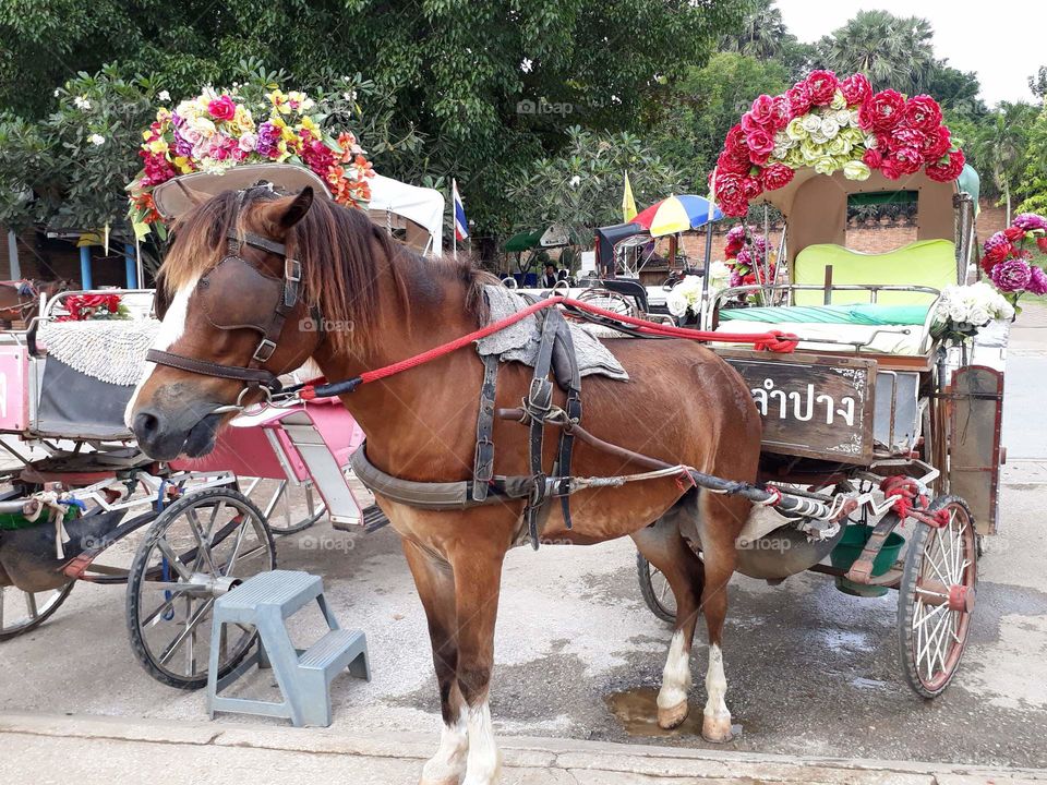 the horse carriage in Lampang. Chiang Mai. Thailand.