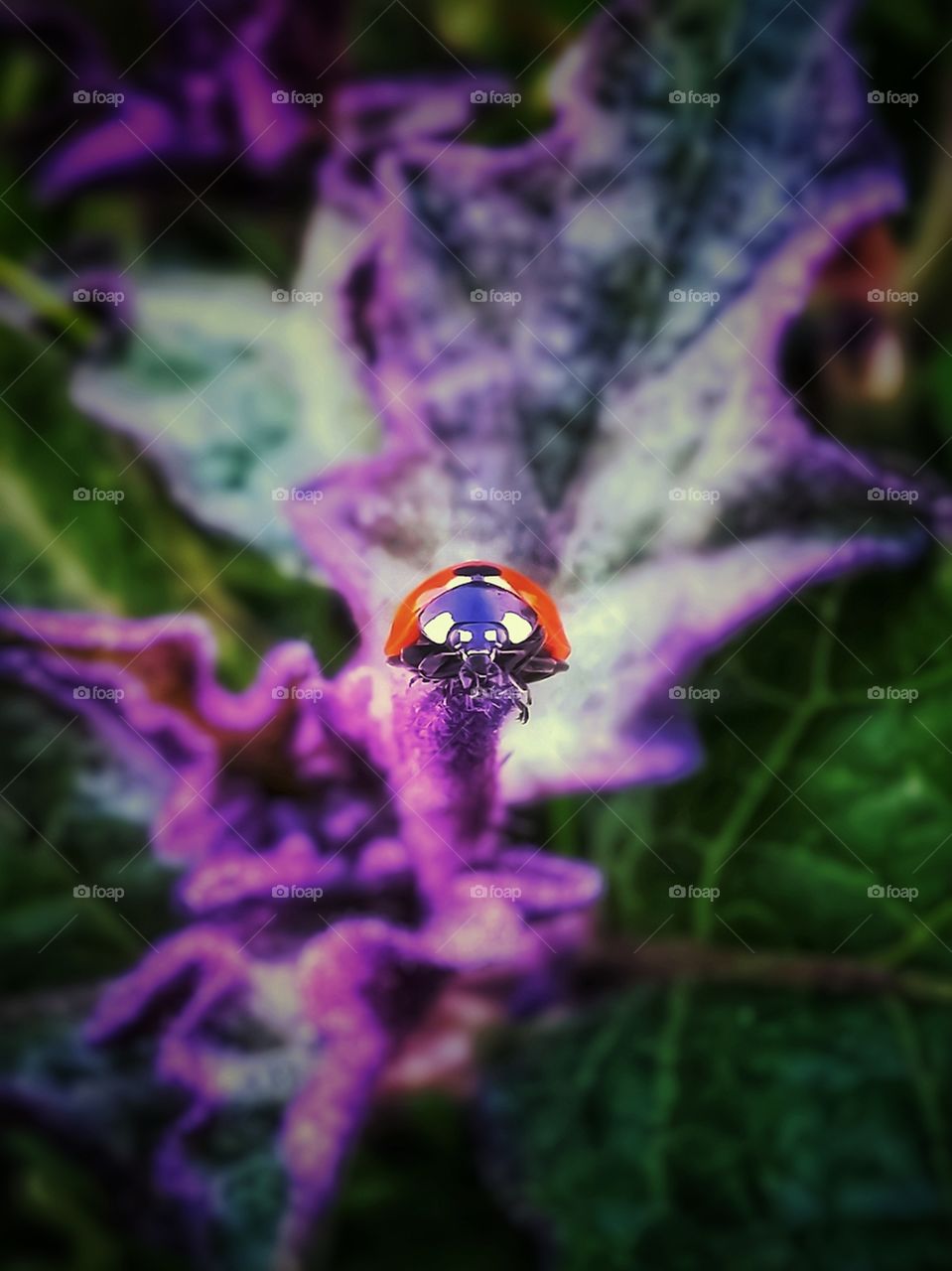 Color love an orange ladybug sitting on a fuzzy green and purple weed