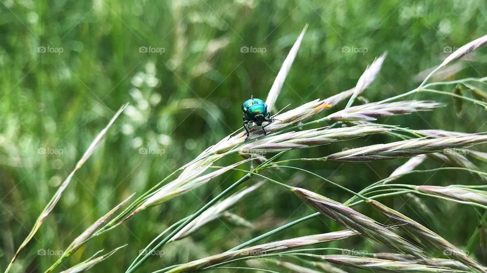 Insect Grass Bug