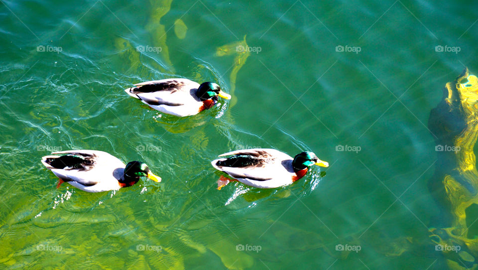 Ducks in the Hallstatt lake