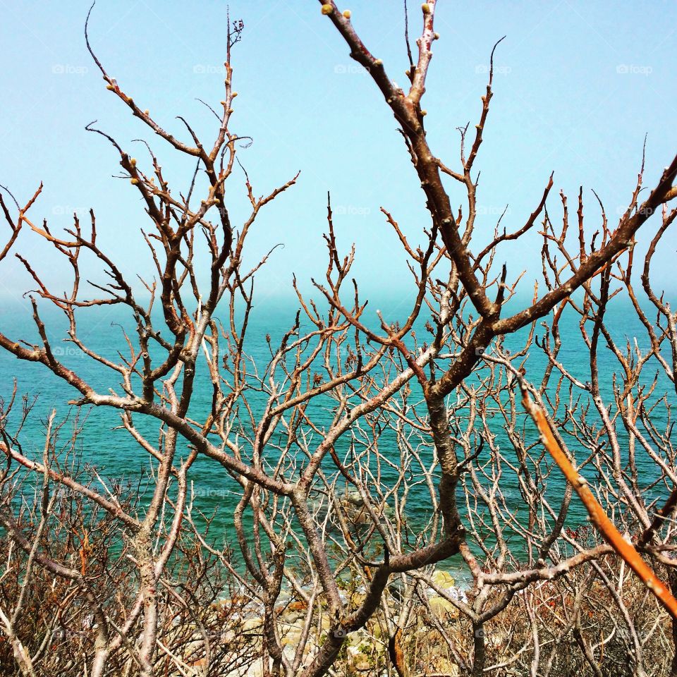 Bare trees. Branches with foggy ocean behind 