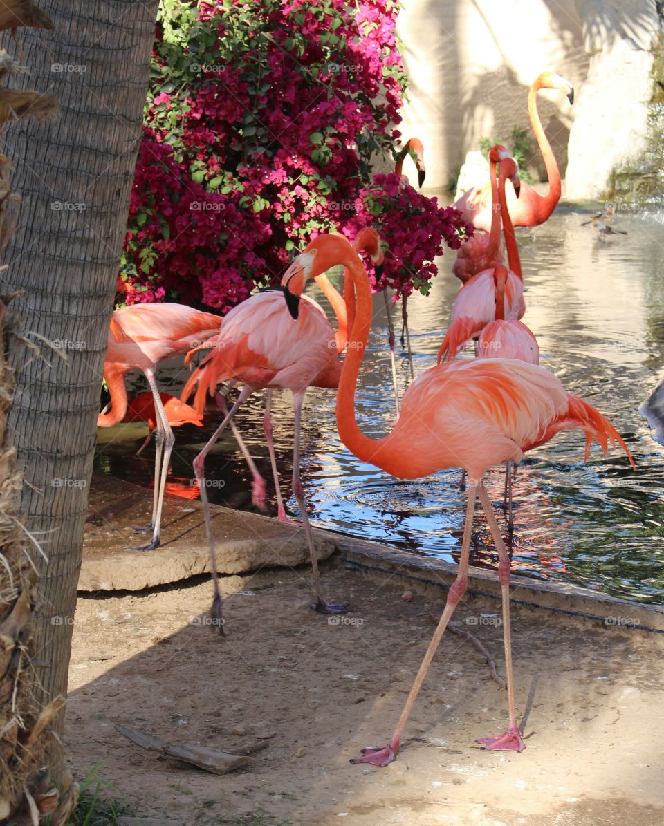 Flamingo Floyd