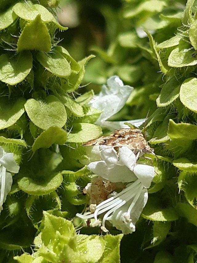 beautiful butterfly