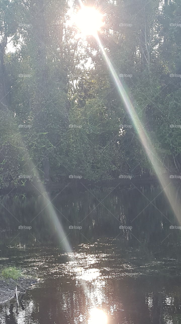 Sunlight on the Pond