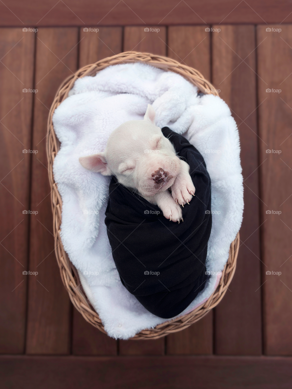 Newborn dog in a basket 