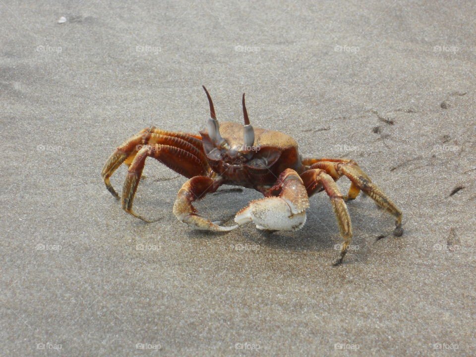 Crab On The Sand