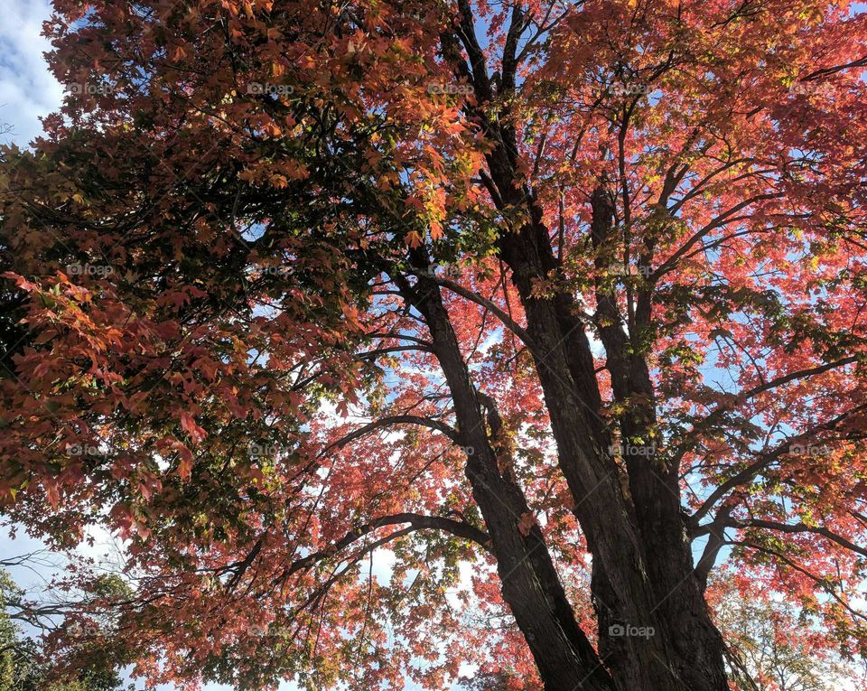 Autumn Trees