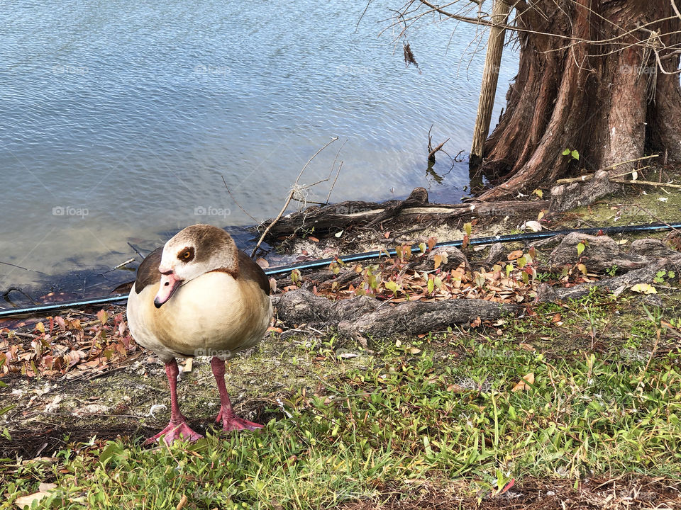 Egyptian Goose in Front of Pond and Cypress Tree