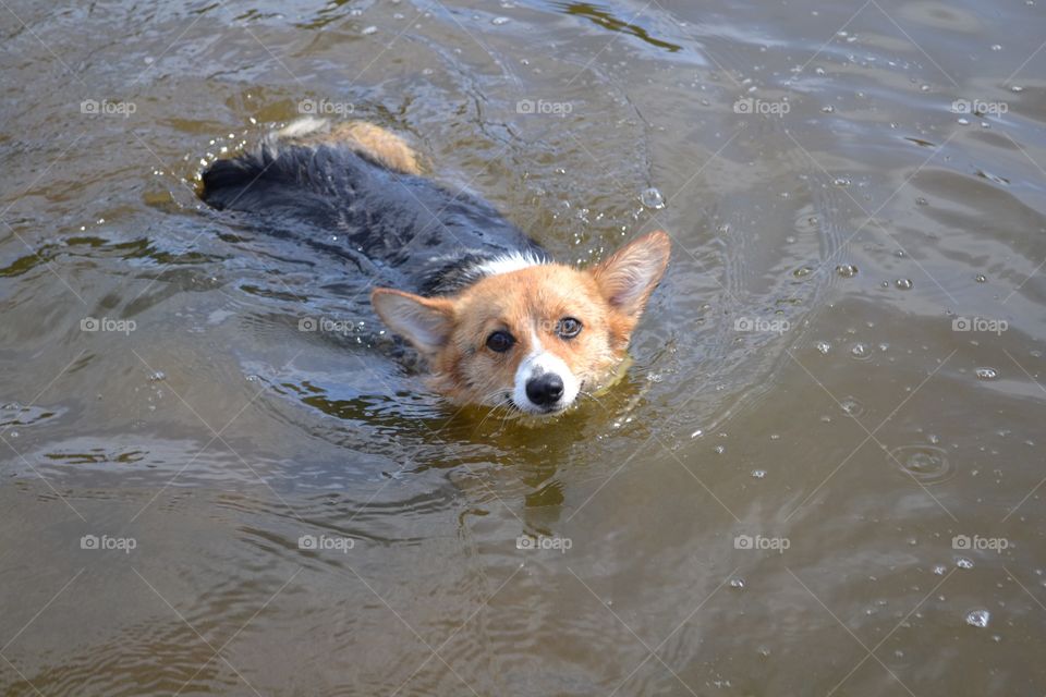 Cute dog swimming