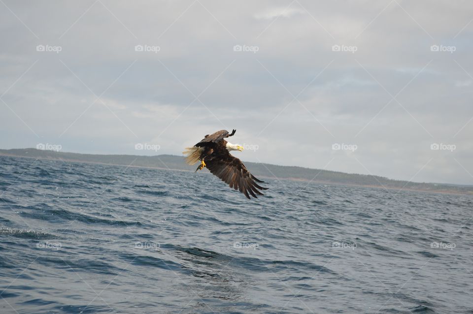 Fishing with an eagle. Bald Eagle in Nova Scotia