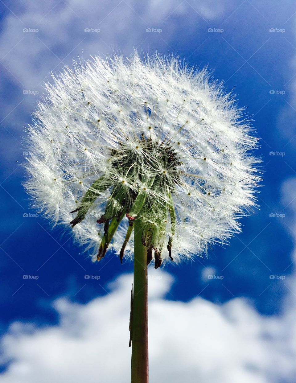 Dandelion close up with blue sky