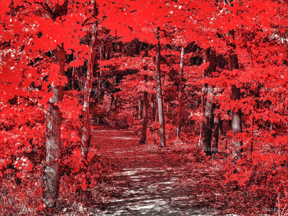 Walking in the beautiful fall woods. 